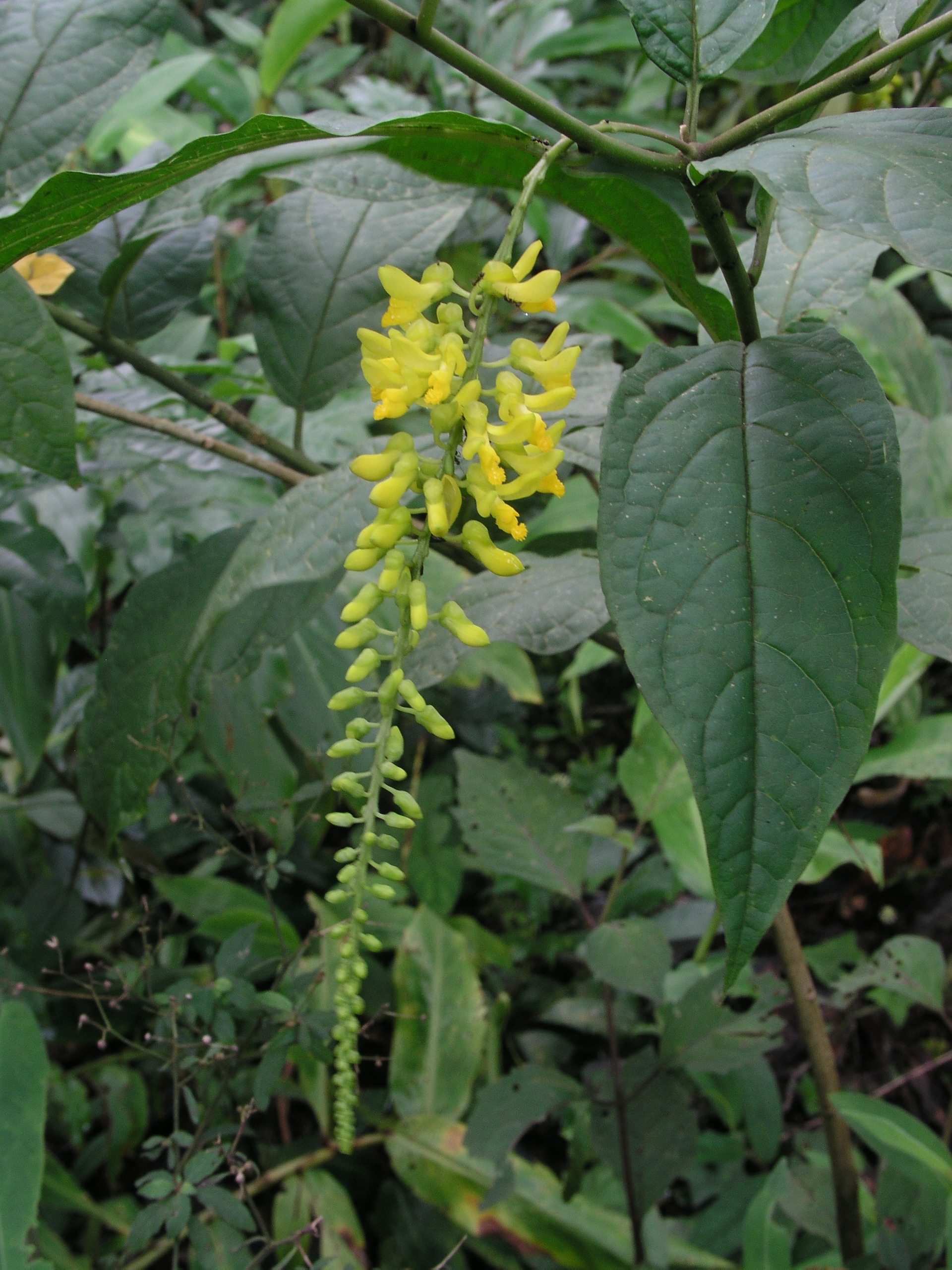 ต่างไก่ป่า Polygala arillata Buch.-Ham. ex D.Don<br/>POLYGALACEAE